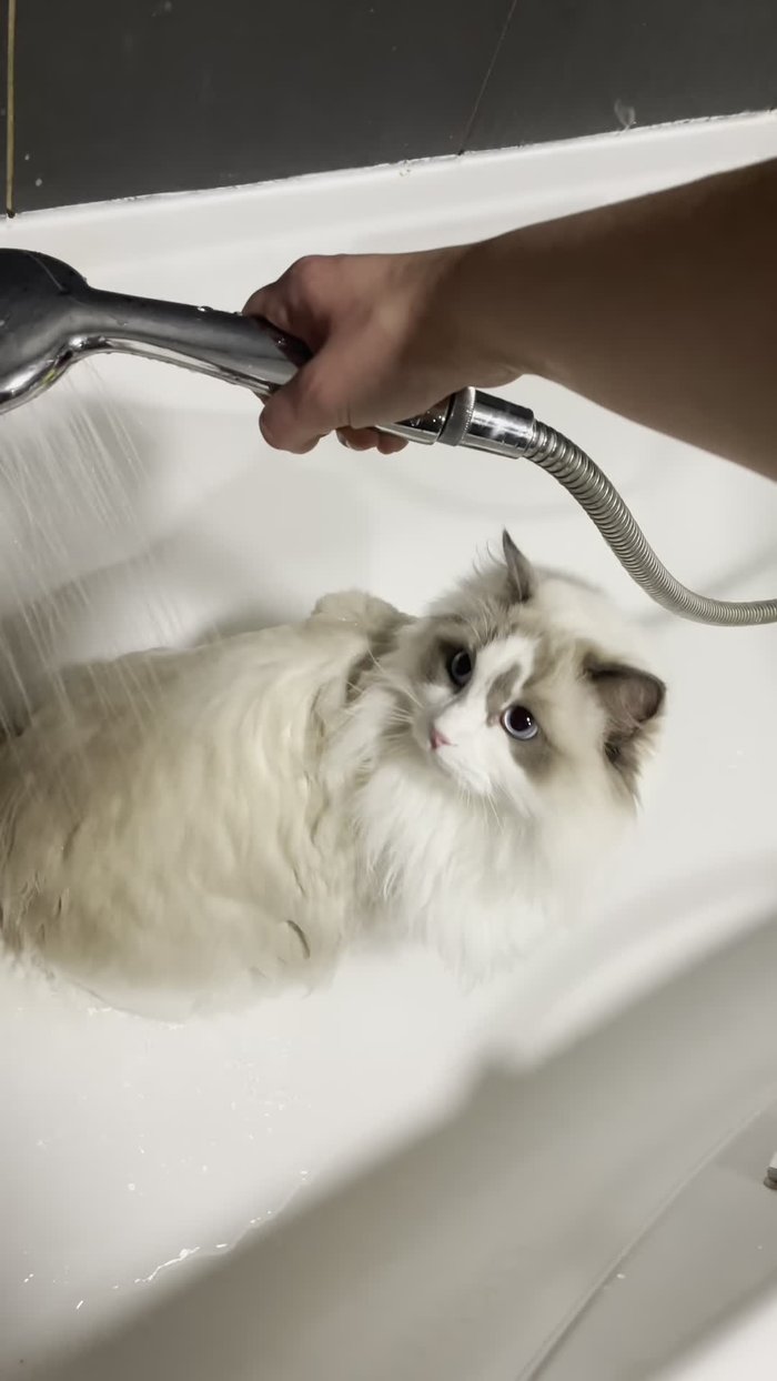 Apply Muttony's Berry Blue shampoo for whites. This helps maintain the white color of the fur.