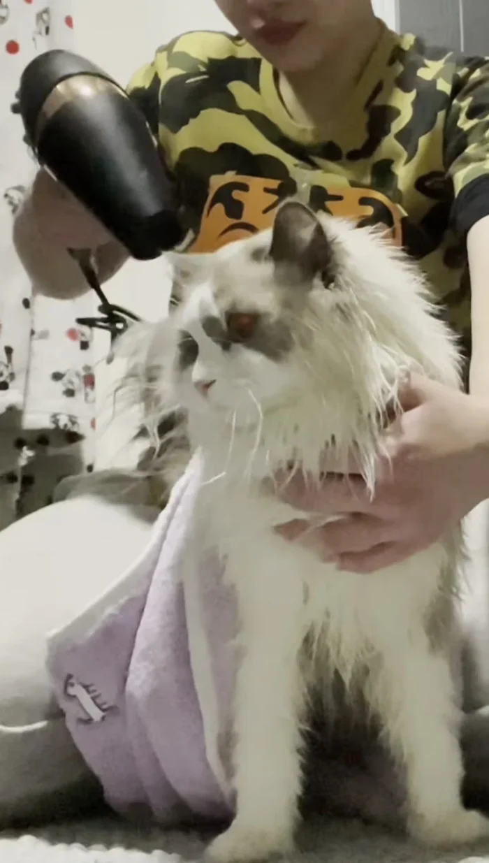 Use a double towel method: wrap the cat in one towel, then dry with a hairdryer on low heat while using a second towel (preferably microfiber).
