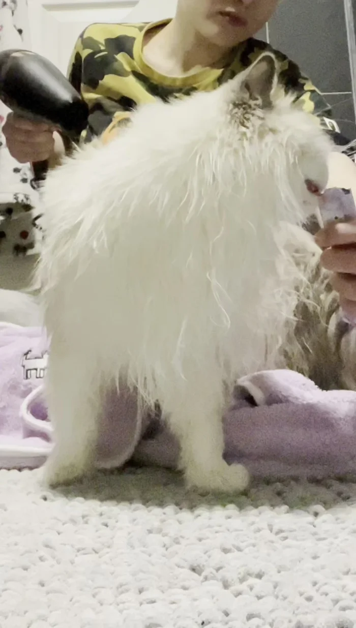 Apply cat perfume (optional).