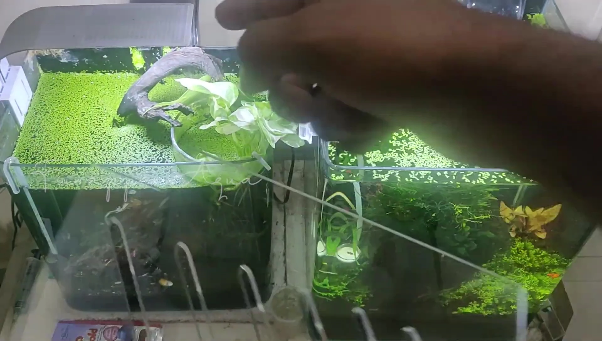 The common filtration system being used