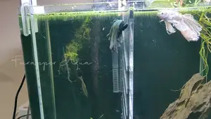Betta Fish Tank Divider: A DIY Solution for Keeping Two Bettas