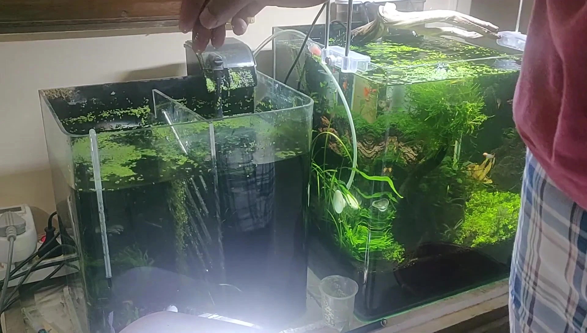 A single tank with an acrylic divider separating the two betta fish.