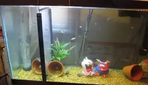 Tank Separator Review: Does it Work for Tilapia and Crayfish?