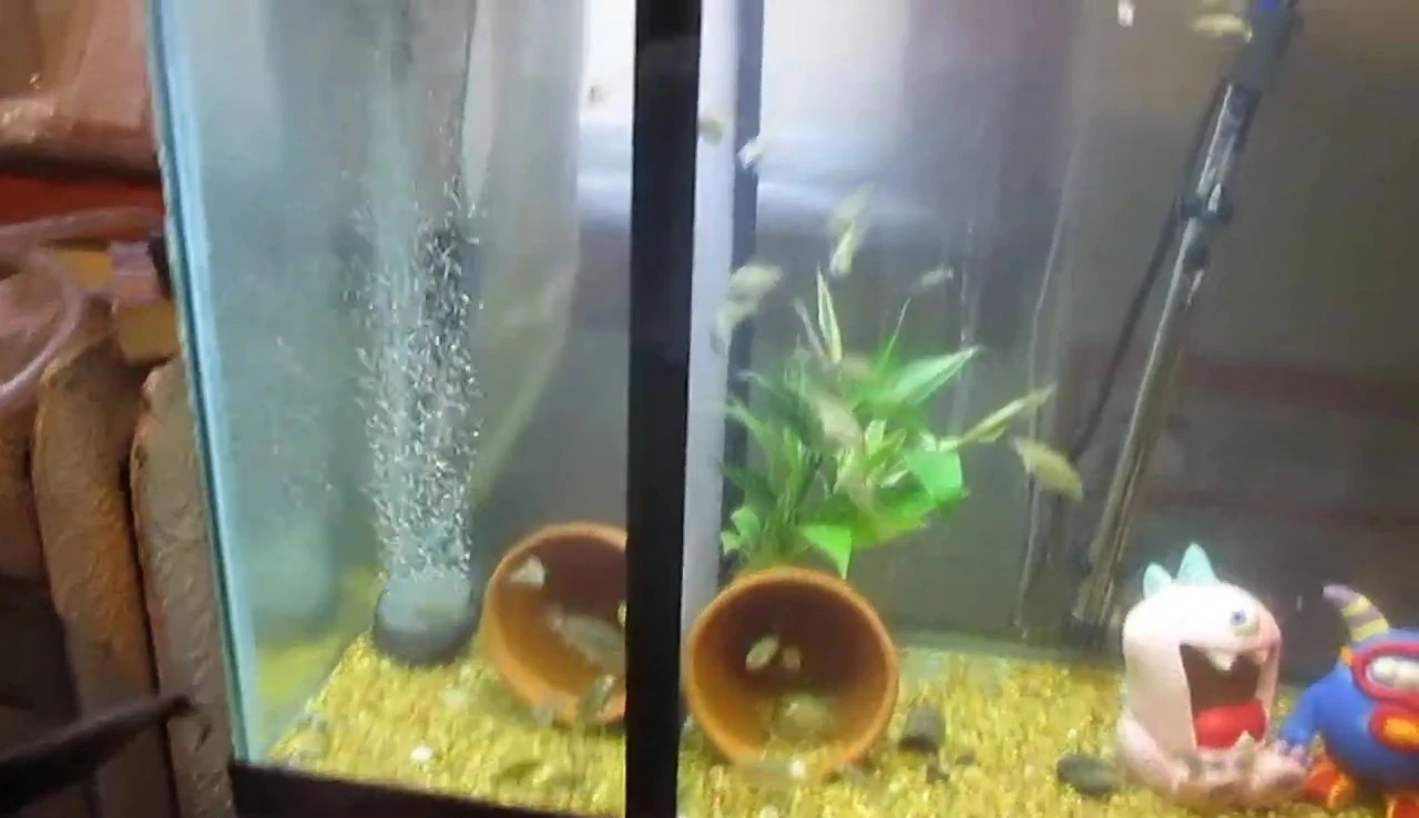 Tilapia having already passed through the separator
