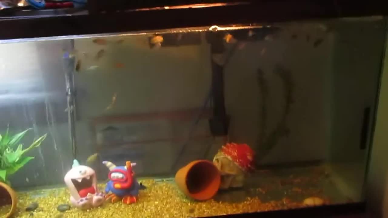 Initial view of the 55-gallon tank with tilapia