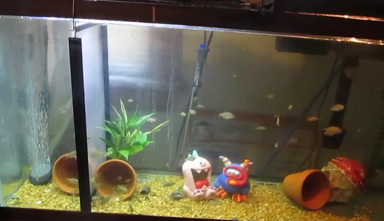 Final shot of the tank