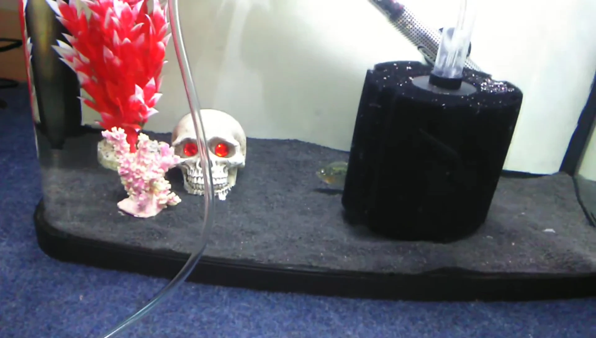 Fish swimming near the filter without showing signs of distress.