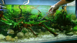 Aquarium Maintenance: The First Week Guide for Crystal Clear Water