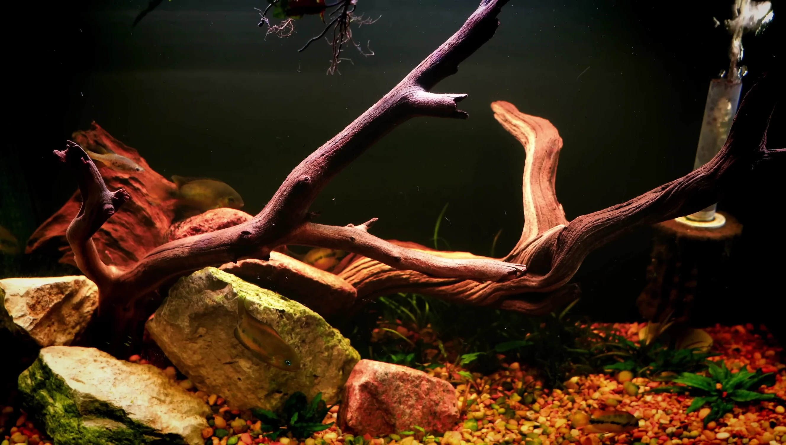 Discussing the release of tannins from driftwood