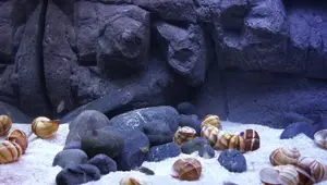Does Driftwood Lower Aquarium pH? The Truth About Water Chemistry