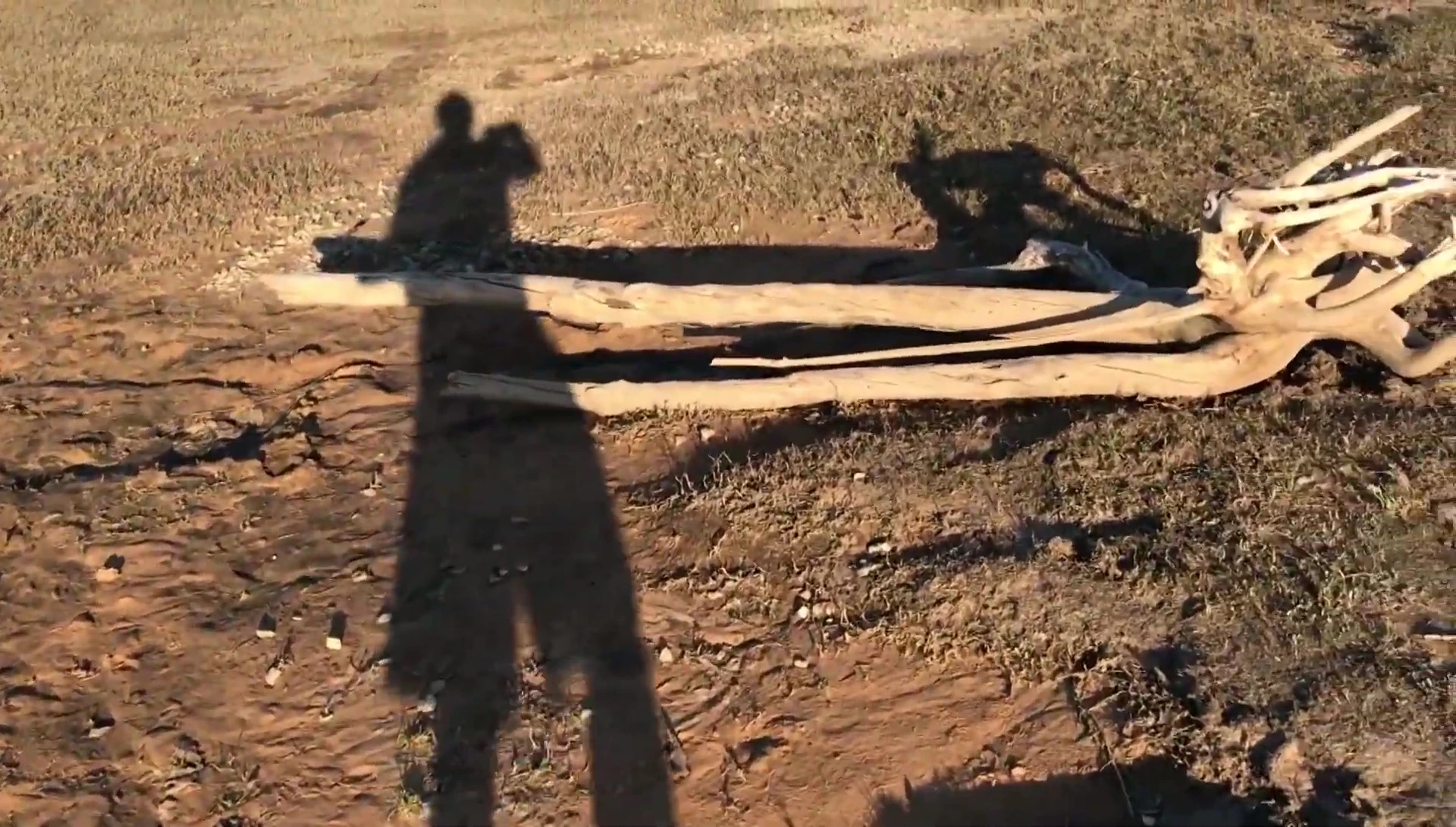 Example of a very large piece of driftwood, too large for most aquariums
