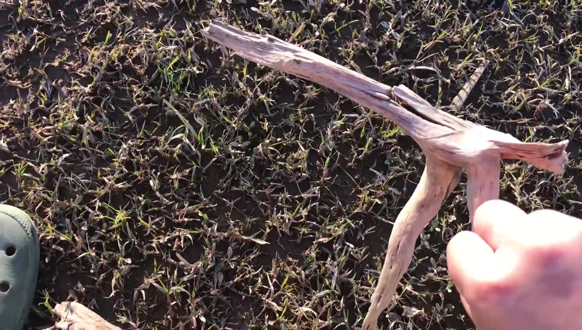 Person showcasing how to incorporate Java moss with driftwood