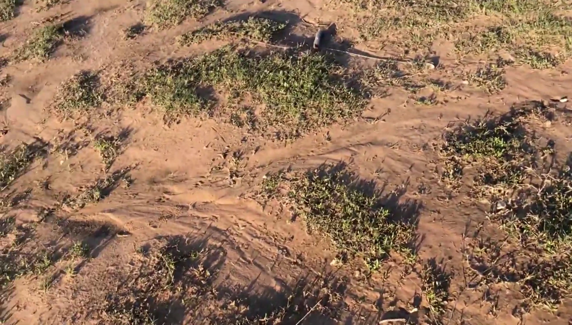 Person discussing the importance of cleaning and bleaching driftwood