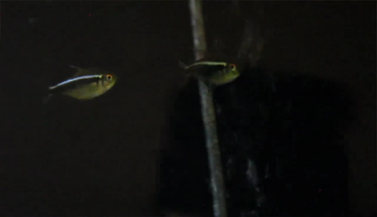Neon tetras swimming in a tank.