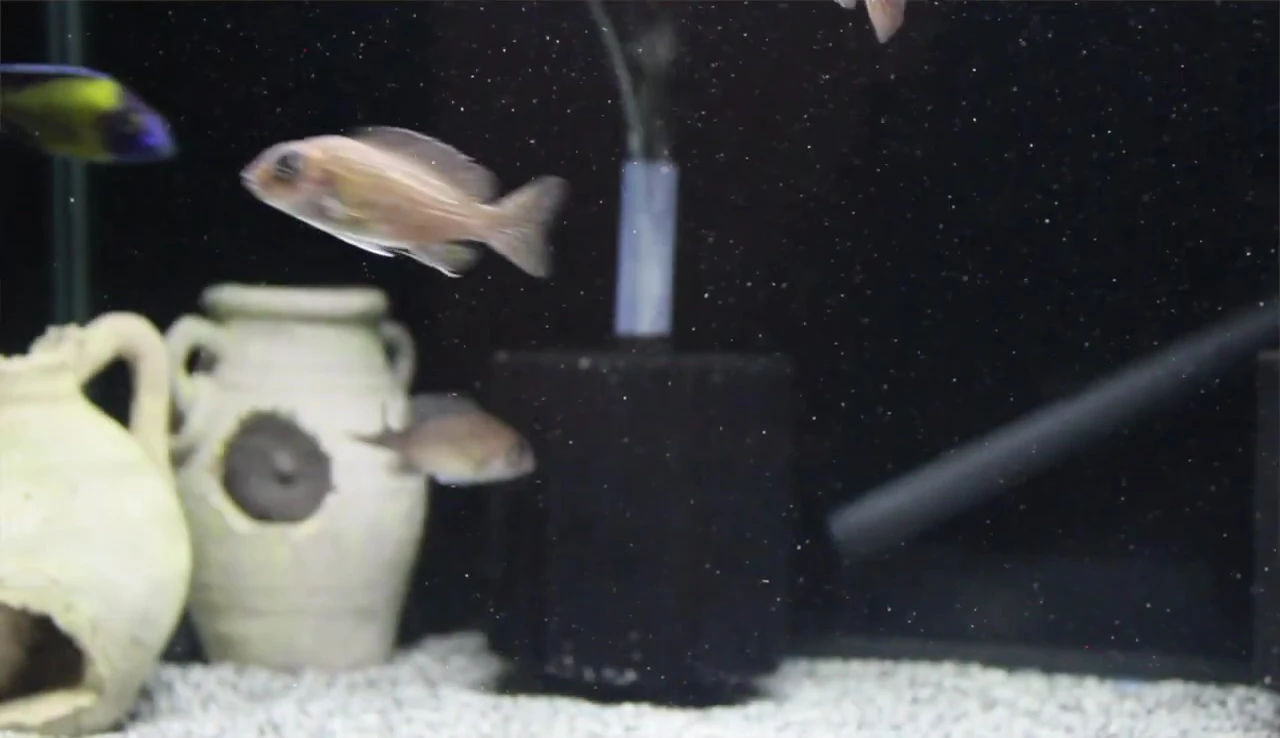 African cichlids in a larger tank.