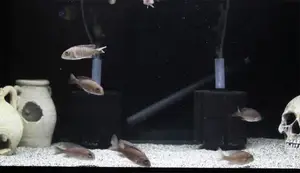 Sponge Filters: A Budget-Friendly Aquarium Filtration Solution?