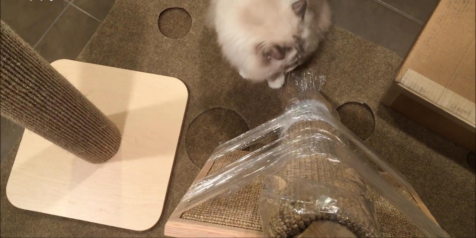 Cat interacting with the assembled scratching post.