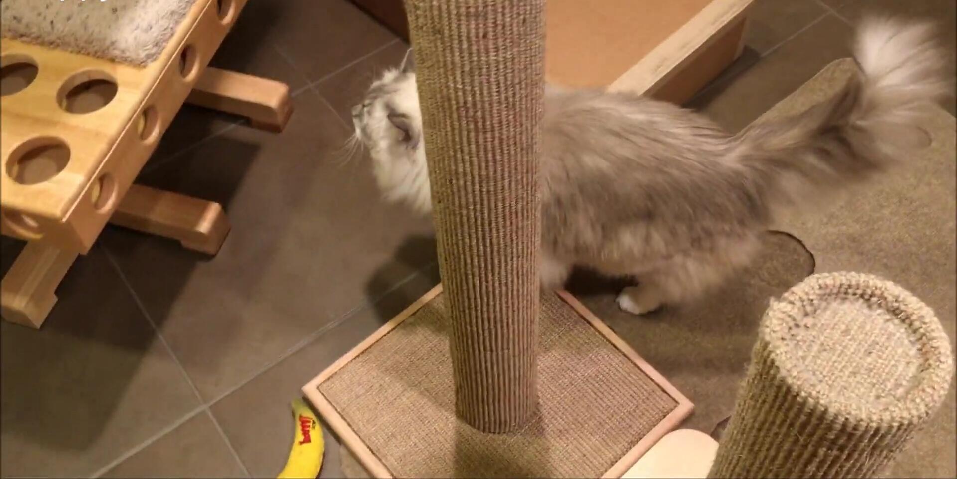Cat using the scratching post.