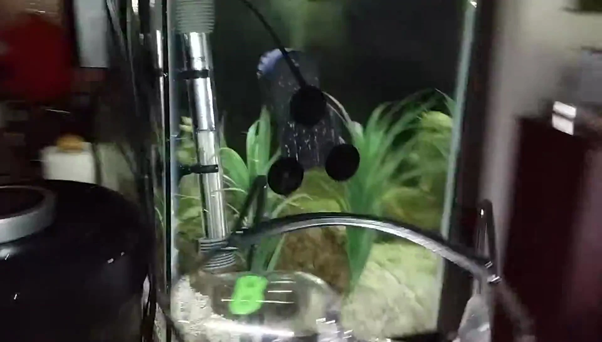 The full aquarium shot showing the cling as the background.