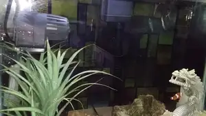 WindowPix Aquarium Background: A Stunning and Easy-to-Apply Cling