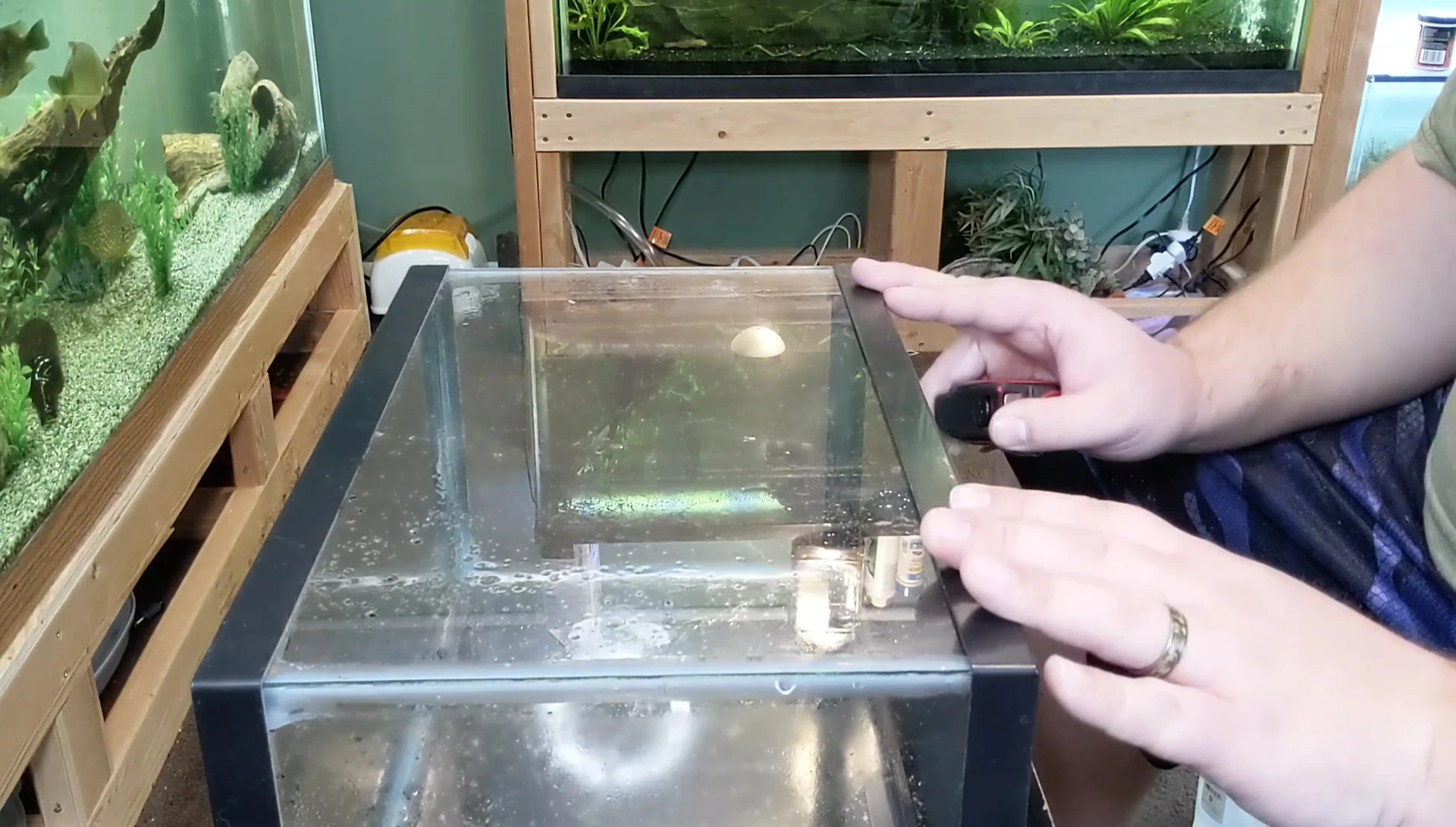 Cleaning the aquarium's back panel with glass cleaner.
