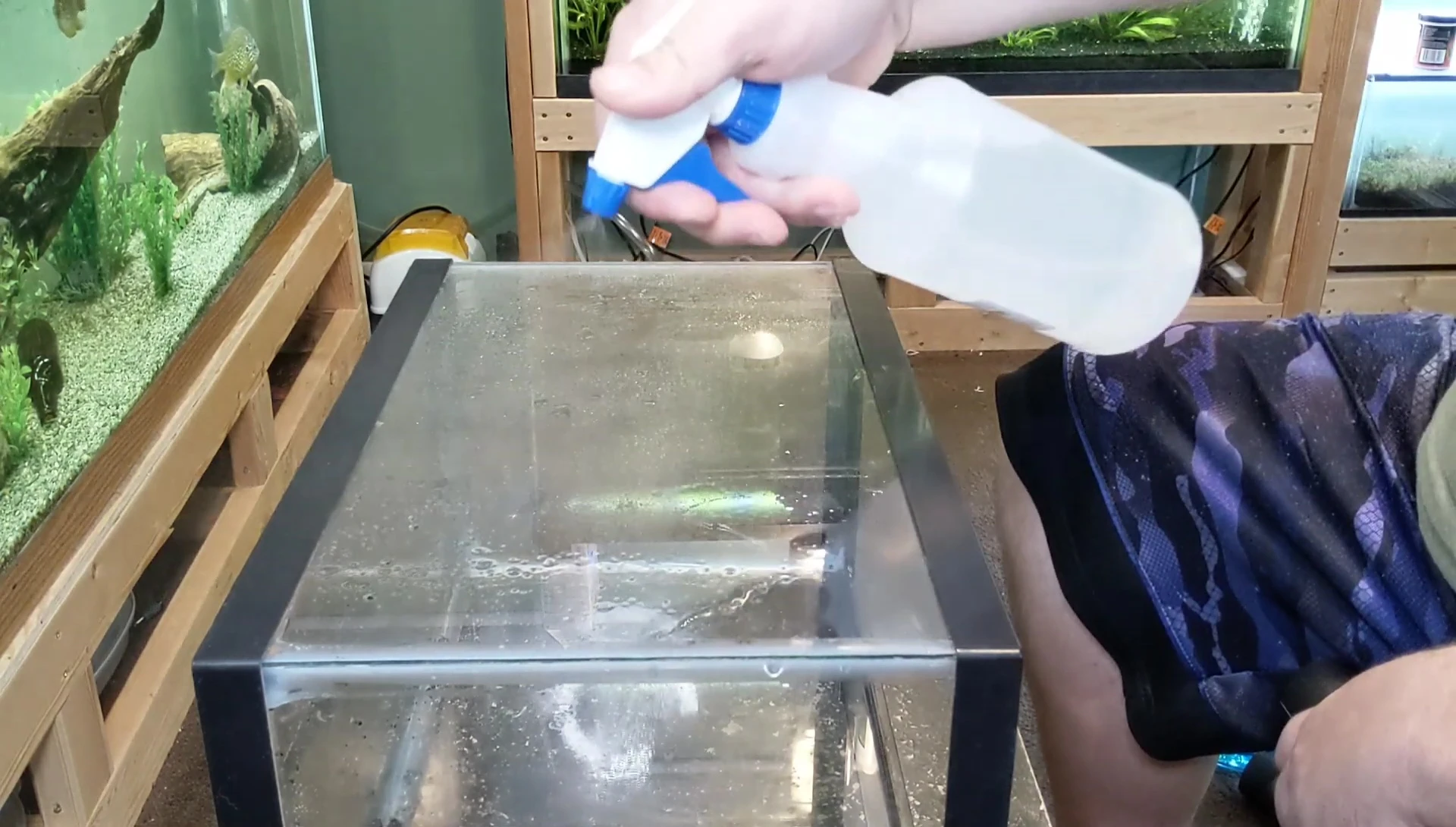 Spraying water onto the aquarium's back panel.