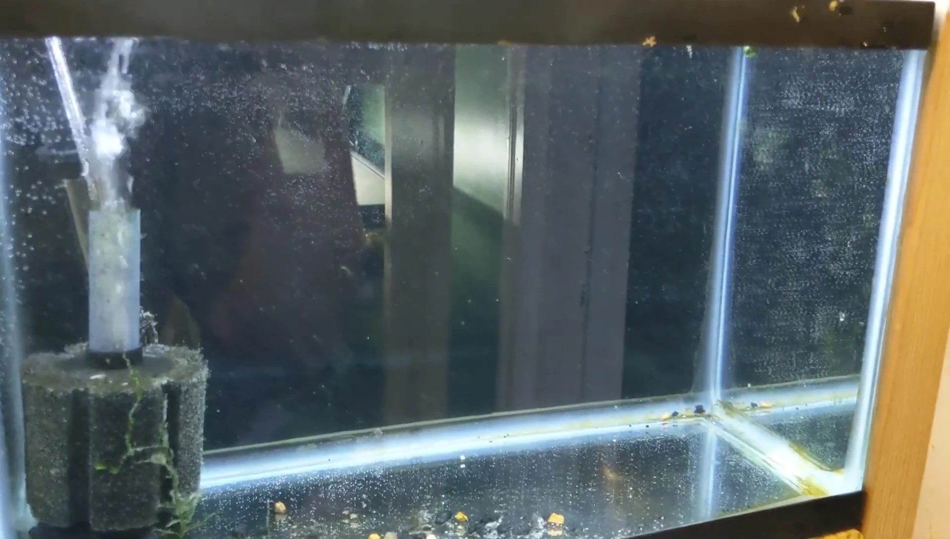 Refilled aquarium showing the installed background.