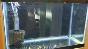 Easy DIY Aquarium Backgrounds using Window Tint: A Comprehensive Guide