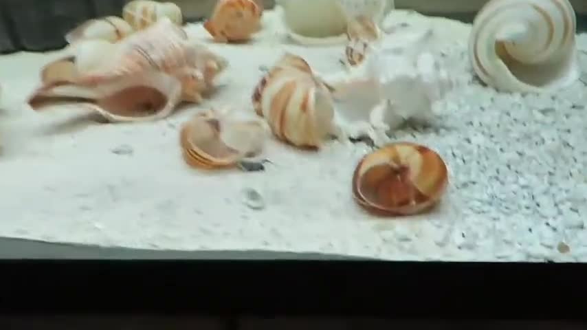 Close-up of shells purchased from Walmart.