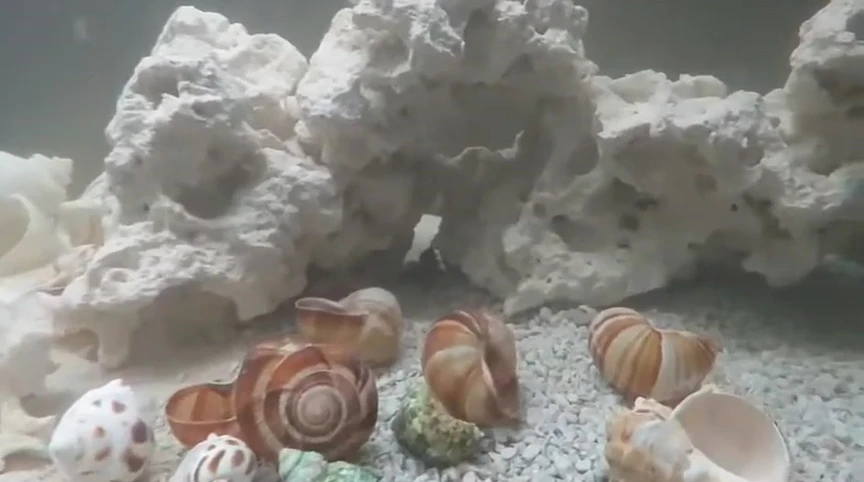 Altolamprologus compressiceps in the new tank.