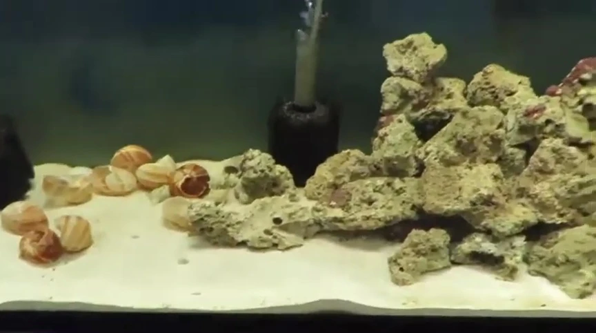 The future community tank project.