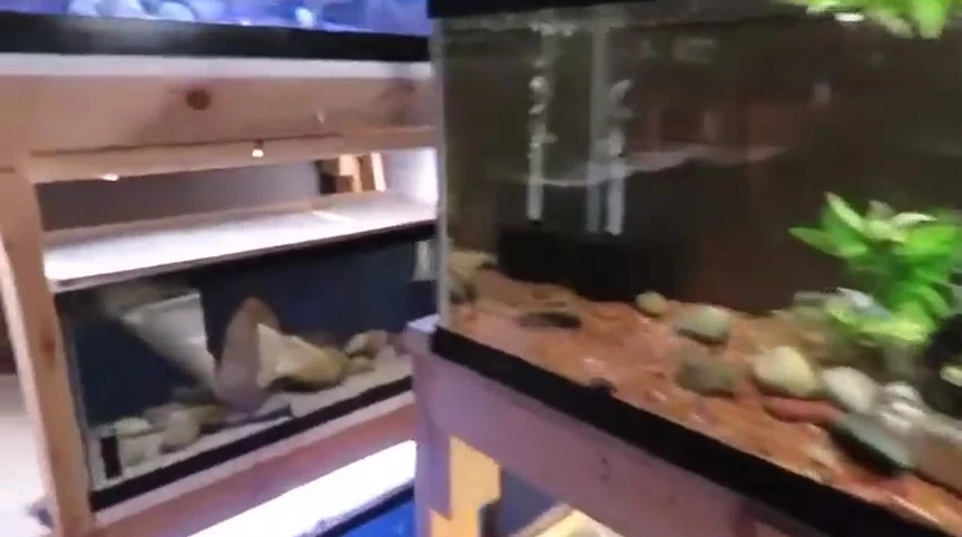 Altolamprologus compressiceps in their current tank.