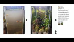 AQQA Sponge Filter Review: Surprisingly Good, But With Flaws