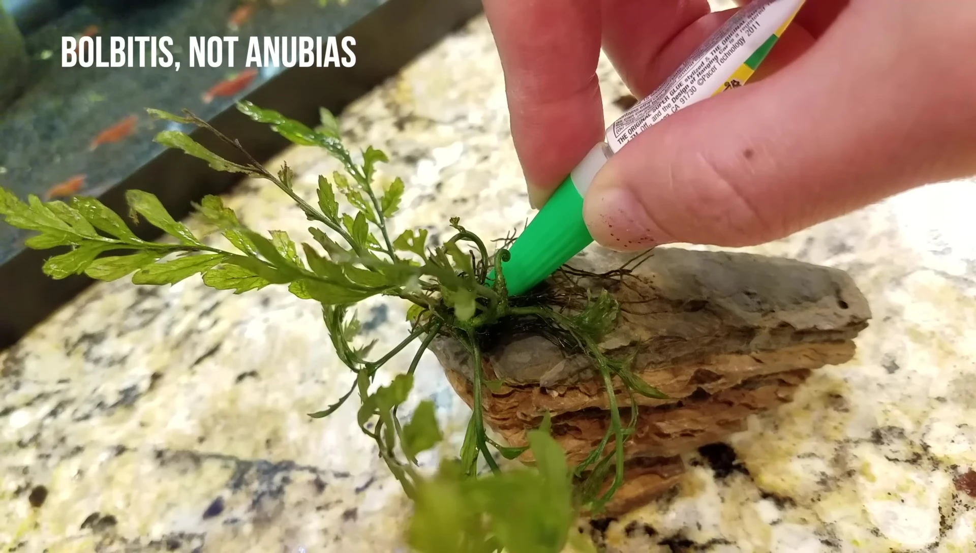 Close-up of Anubias roots and rhizome