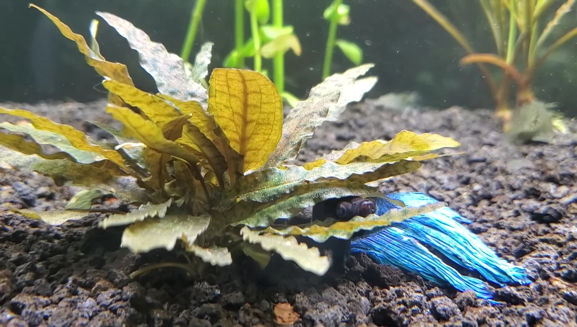 Cryptocoryne plant in an aquarium