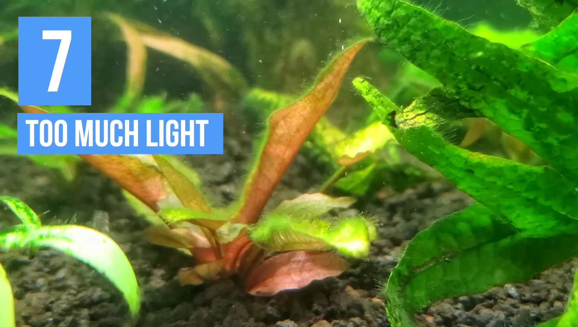 Cryptocoryne plant covered in hair algae