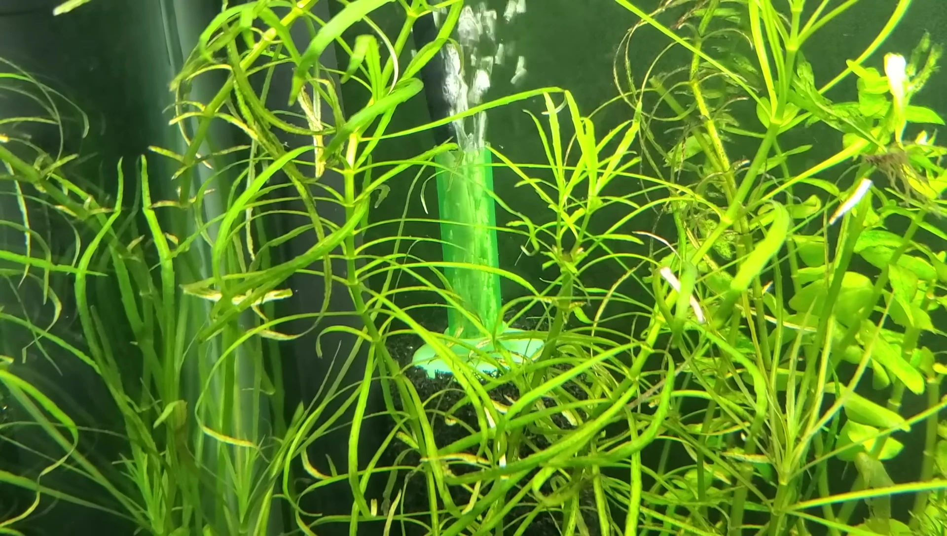 Pogostemon stellatus plant