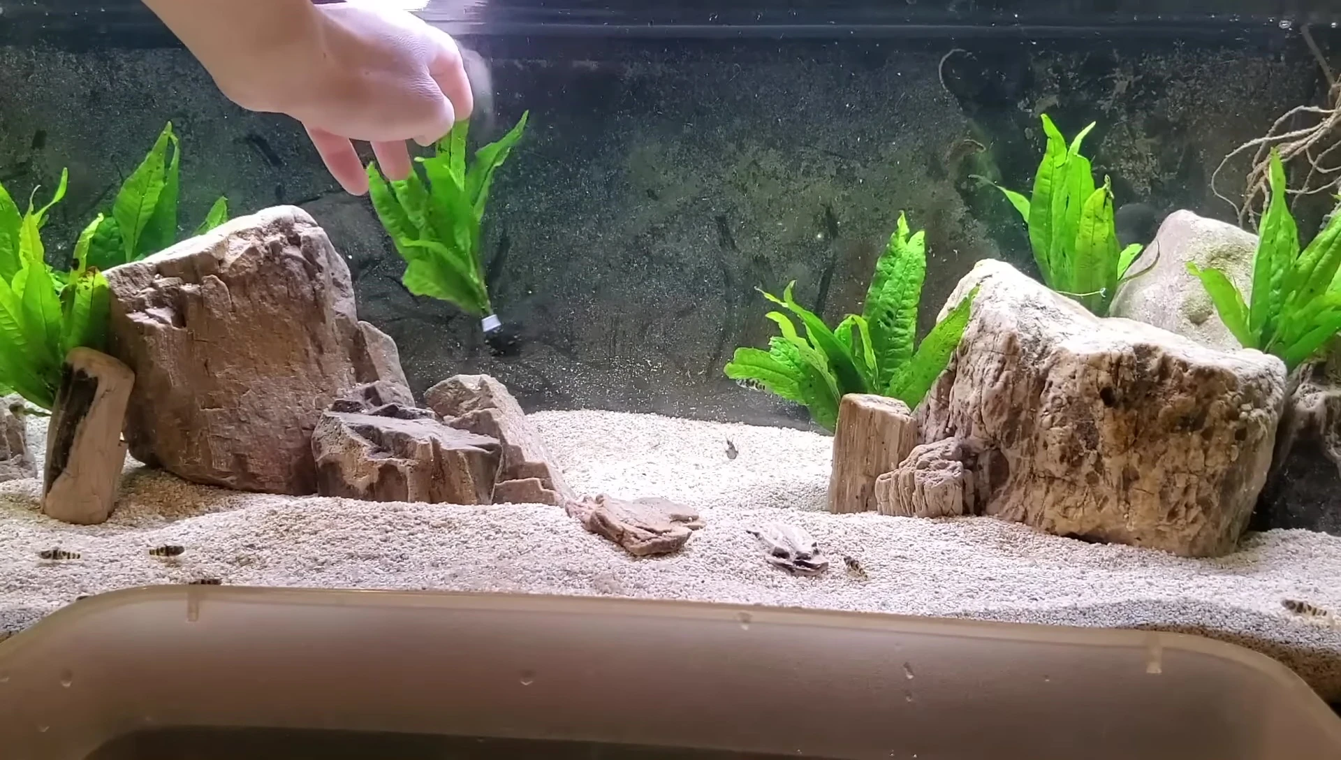Java fern plant