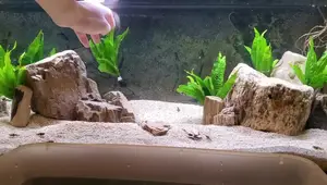 Aquarium Plant Care: Common Mistakes & Solutions
