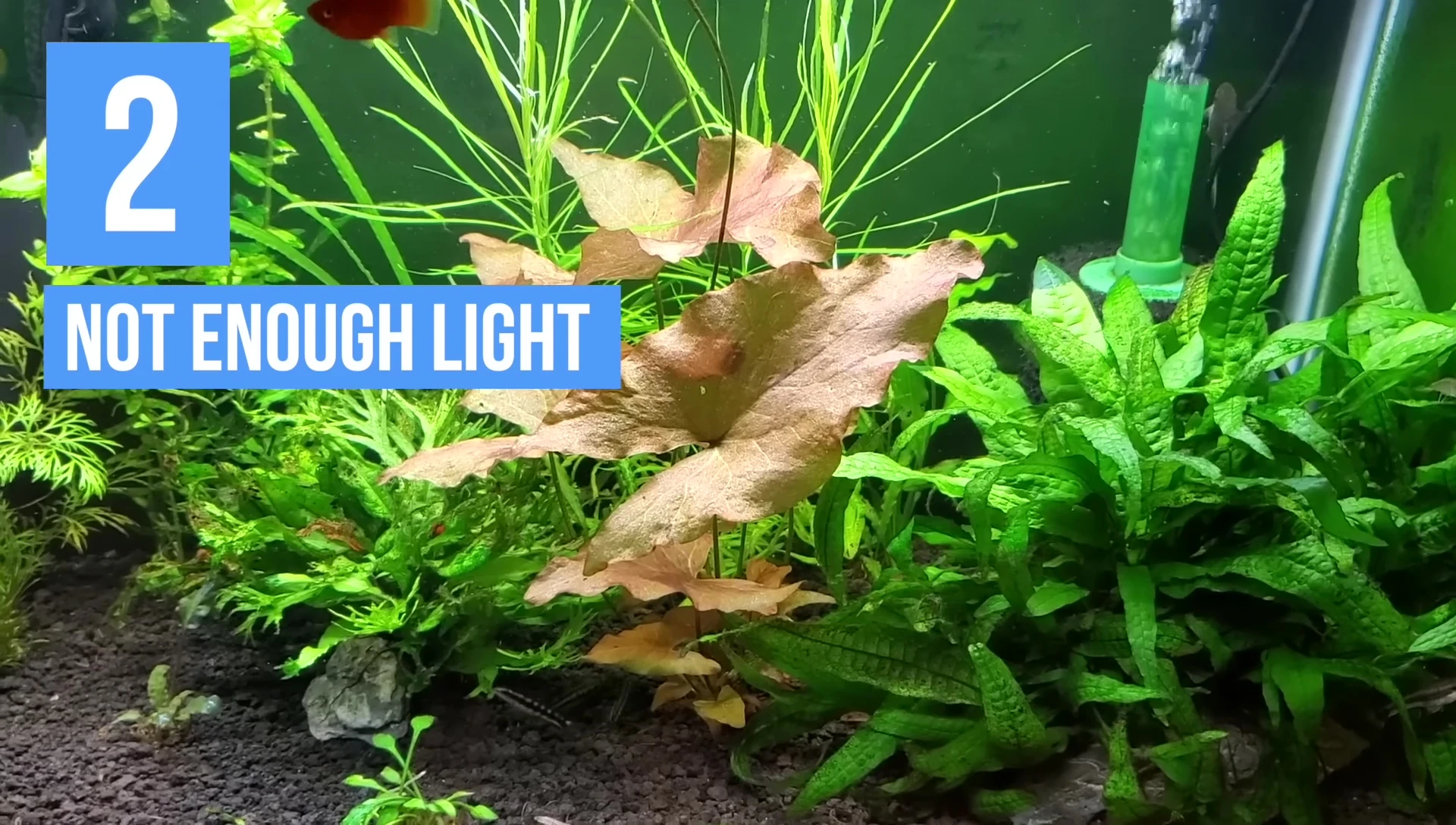 Dwarf aquarium lily with lily pads reaching the surface