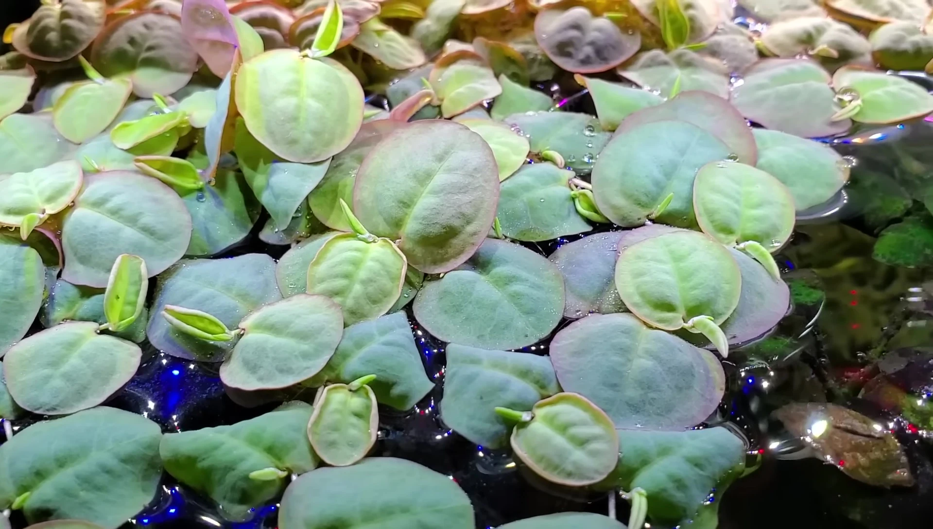 Variety of floating plants in an aquarium