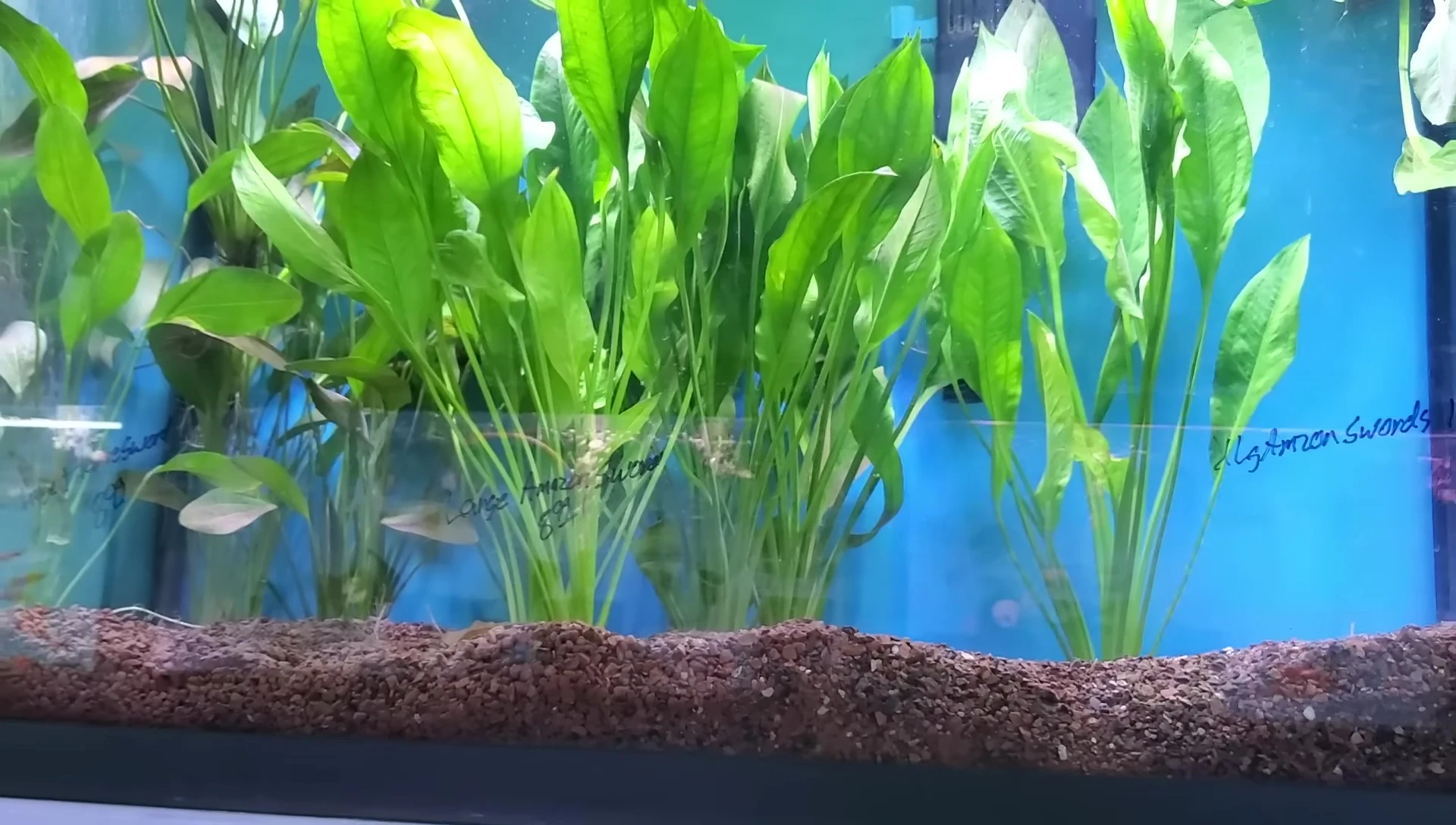 Amazon sword planted in the aquarium substrate