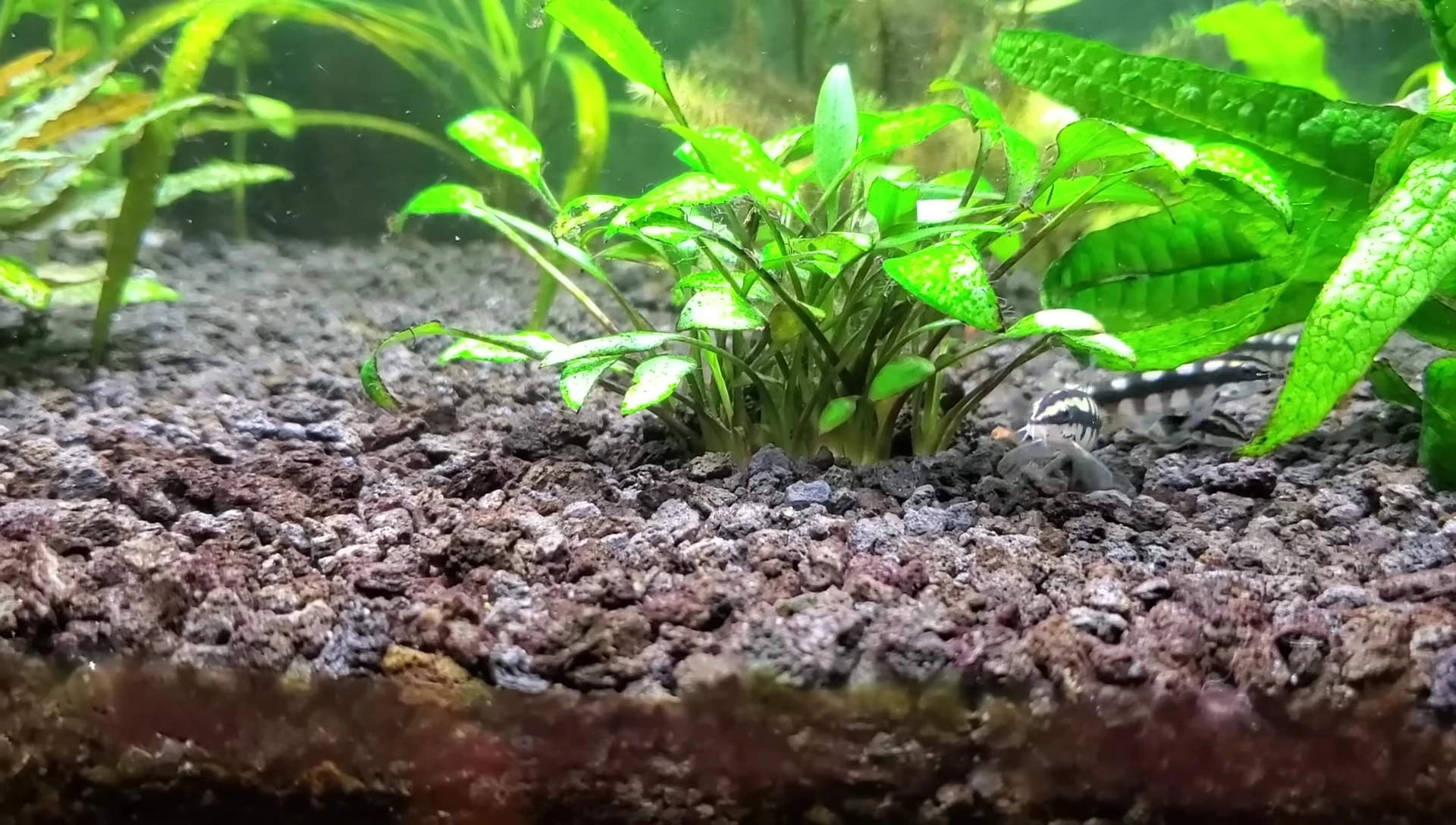 Anubias plant attached to driftwood