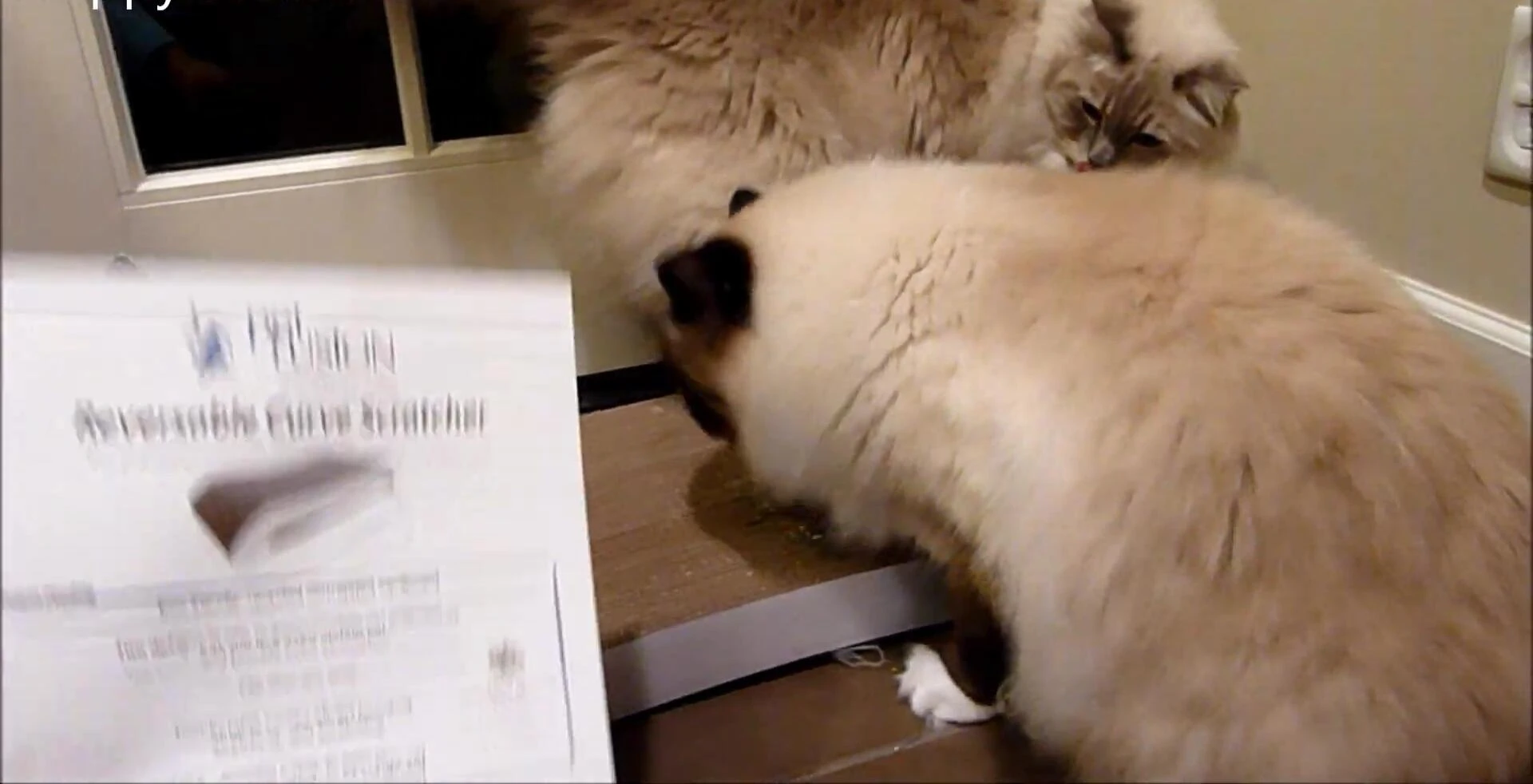 Comparison shot of multiple PetFusion scratchers