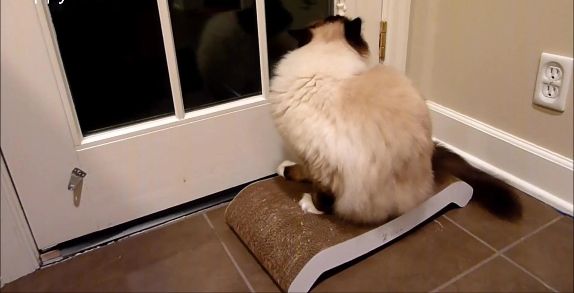 The scratcher positioned by the back door
