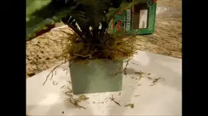 DIY Reptile Plants: Budget-Friendly Terrarium Decor Under $8