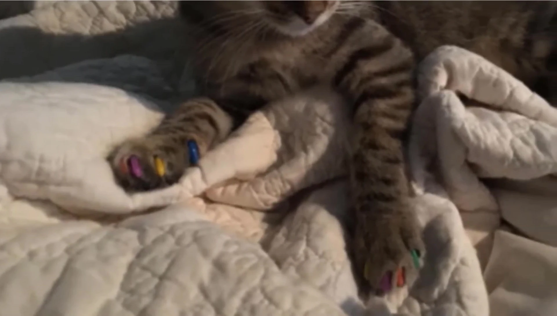 A cat comfortably wearing Purdy Paw nail caps