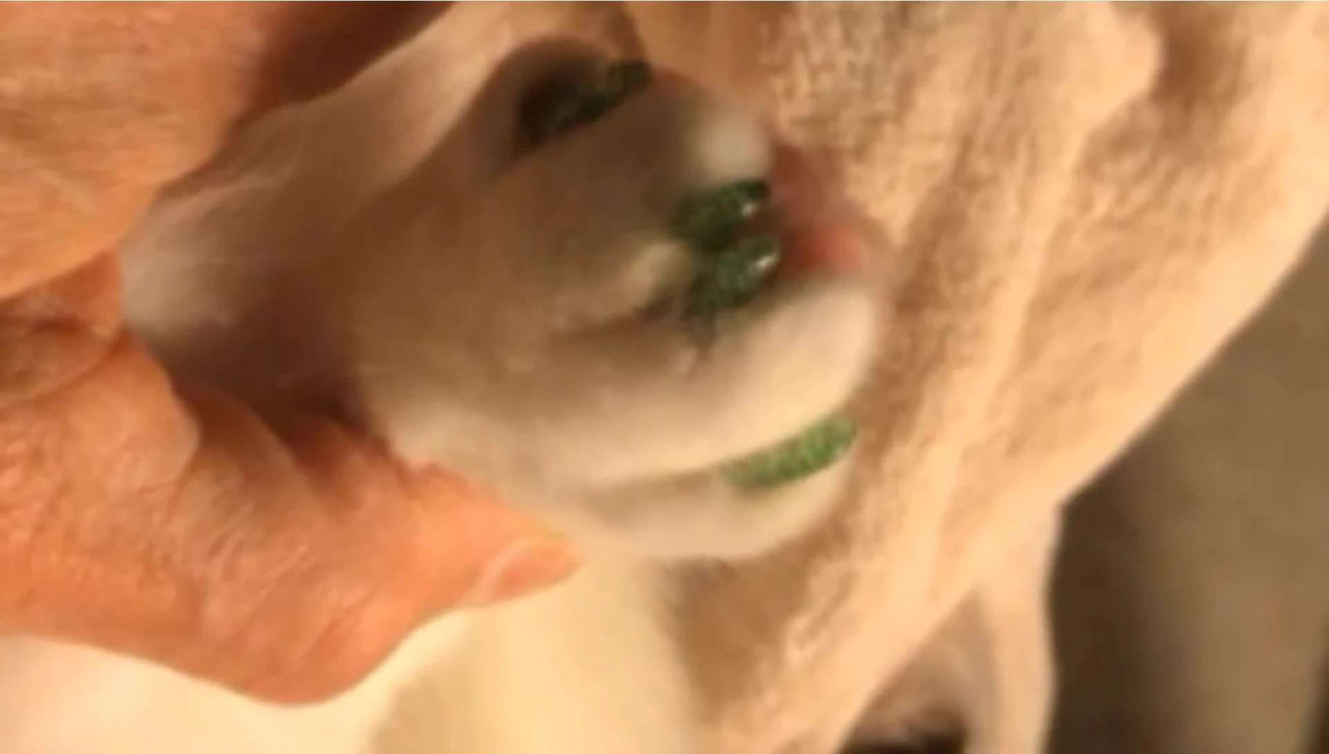 A cat displaying Ninery Have glitter nail caps