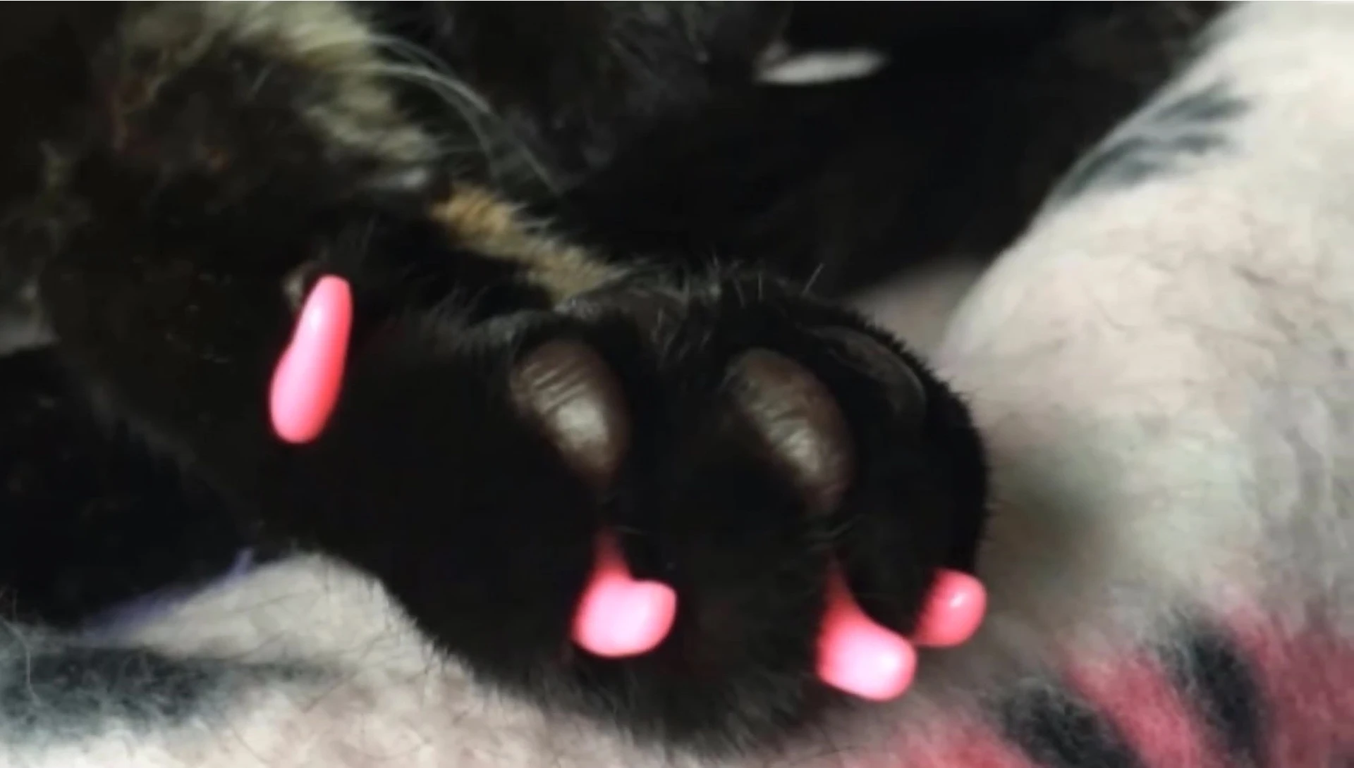 Cat comfortably wearing Brass Down nail caps