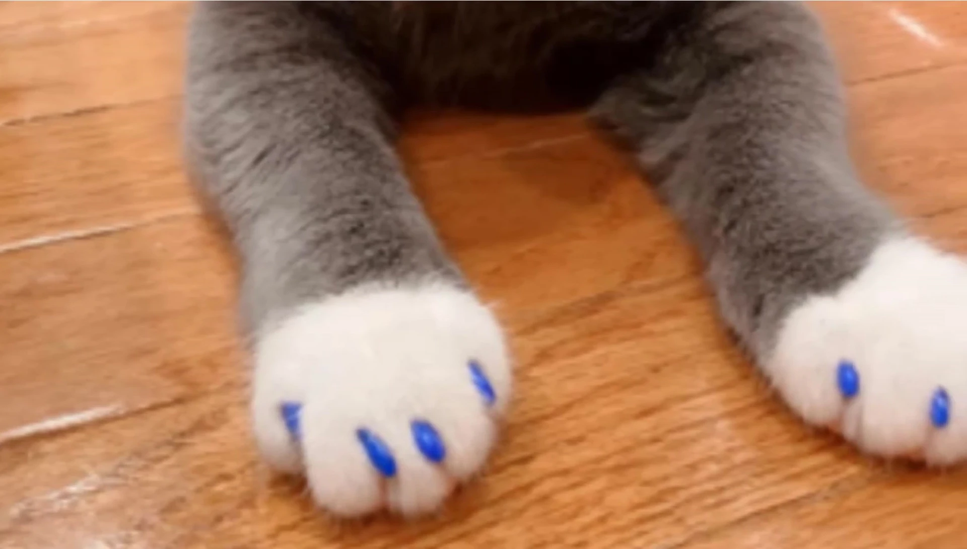 Cat with Mcool nail caps showcasing a color